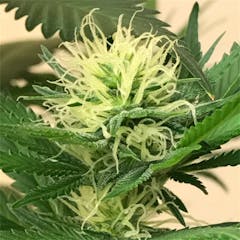 User uploaded image of Chocolope