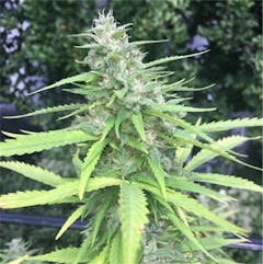 User uploaded image of Chocolope