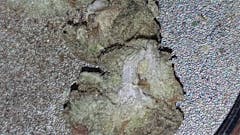 User uploaded image of Chronic