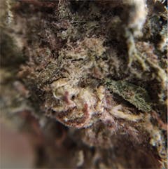 User uploaded image of Chronic