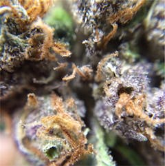 User uploaded image of Chunky Diesel
