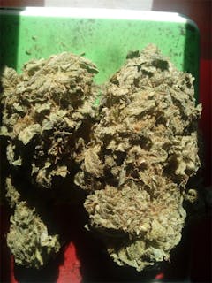 User uploaded image of Chupacabra