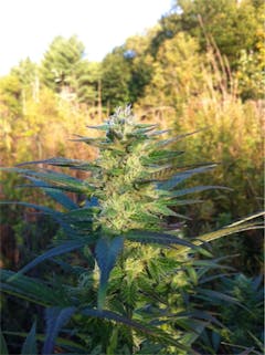 User uploaded image of Church OG