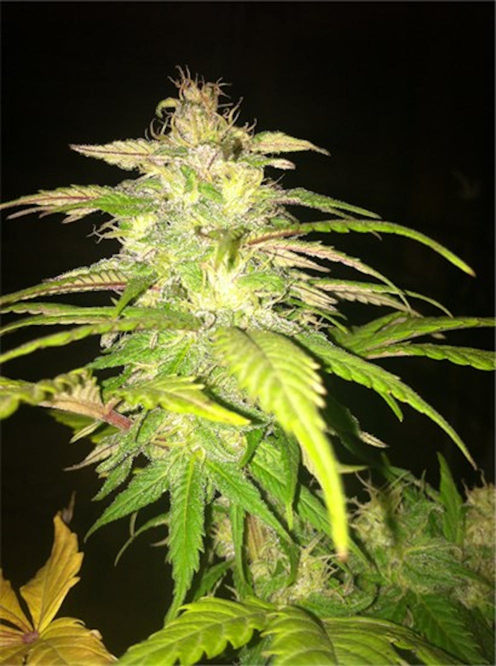 Photos of Cinderella 99 Weed Strain Buds Leafly