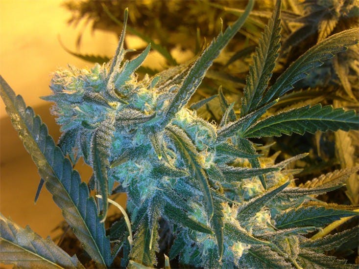 Photos of Cinderella 99 Weed Strain Buds Leafly