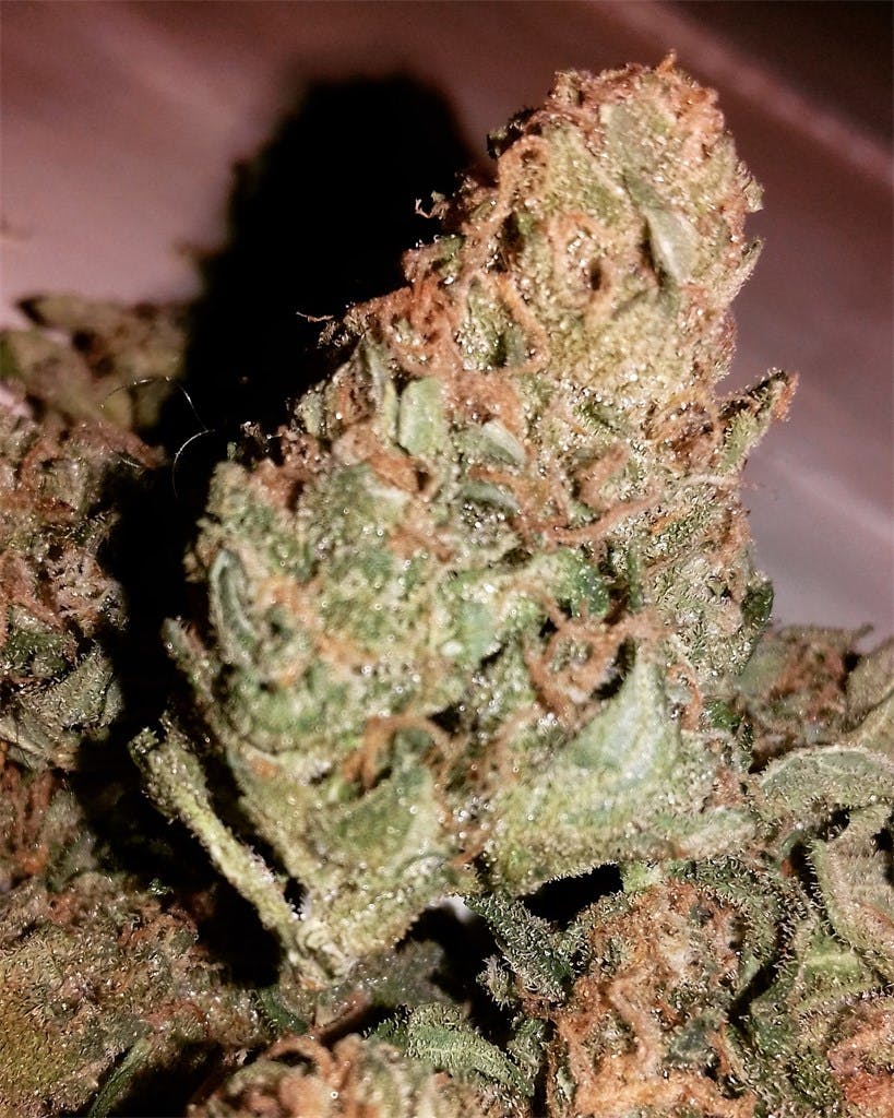 Photos of Cinderella 99 Weed Strain Buds Leafly