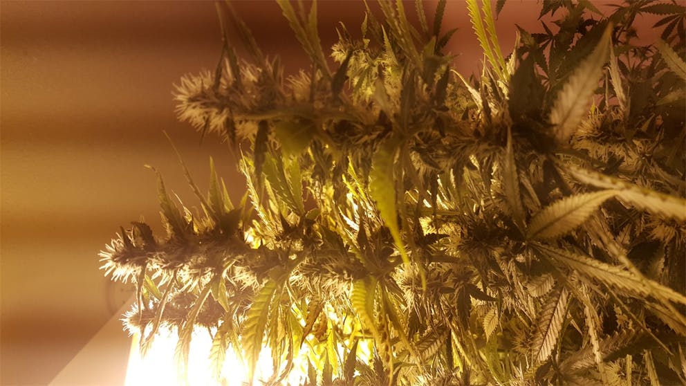 Photos of Cinderella 99 Weed Strain Buds Leafly