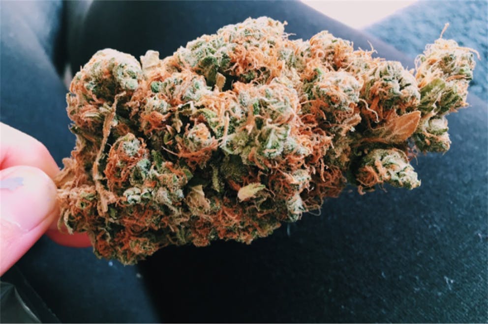 Photos of Cinderella 99 Weed Strain Buds Leafly