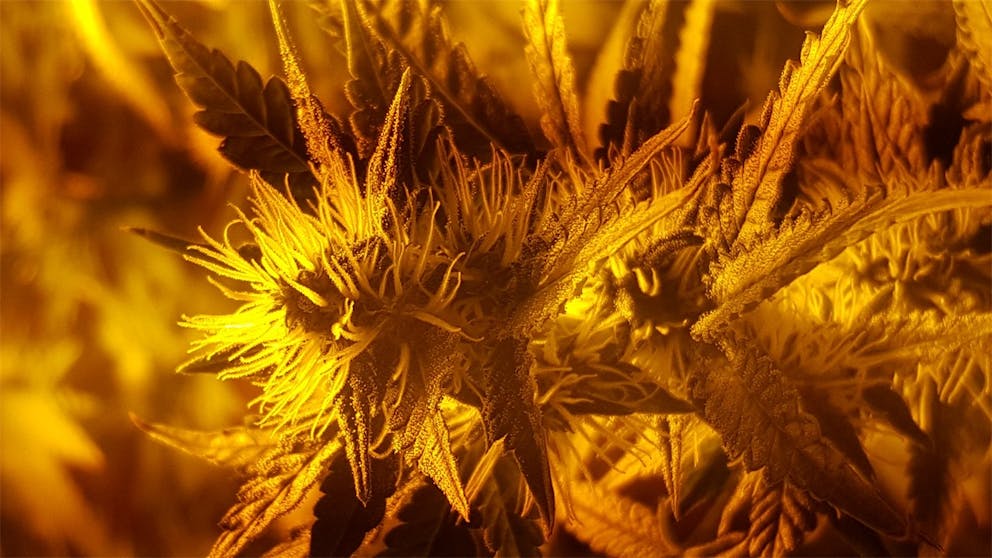 Photos of Cinderella 99 Weed Strain Buds Leafly