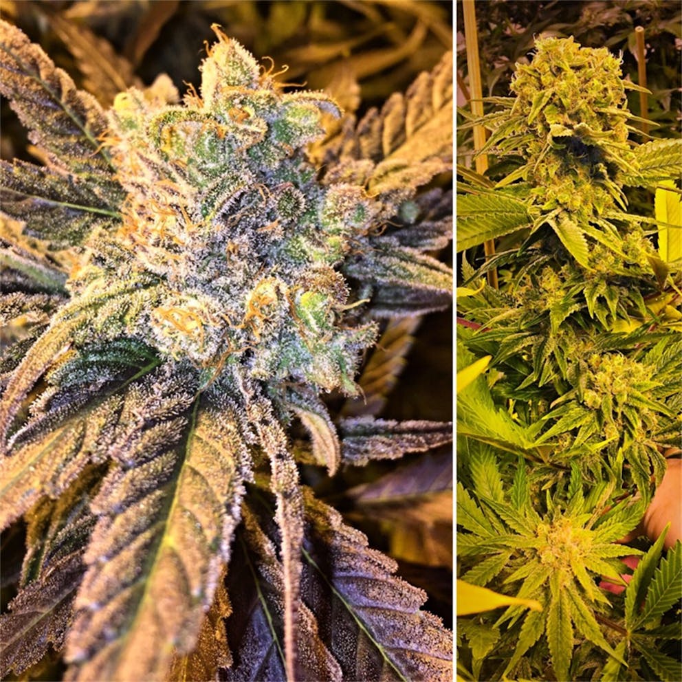 Photos of Cinderella 99 Weed Strain Buds Leafly