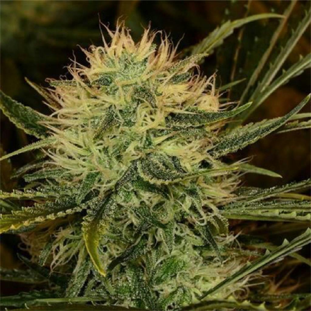 Cinderella 99 aka C99, Cindy 99, Cindy Weed Strain Information Leafly