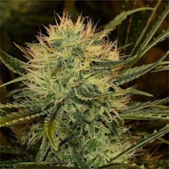 User uploaded image of Cinderella 99