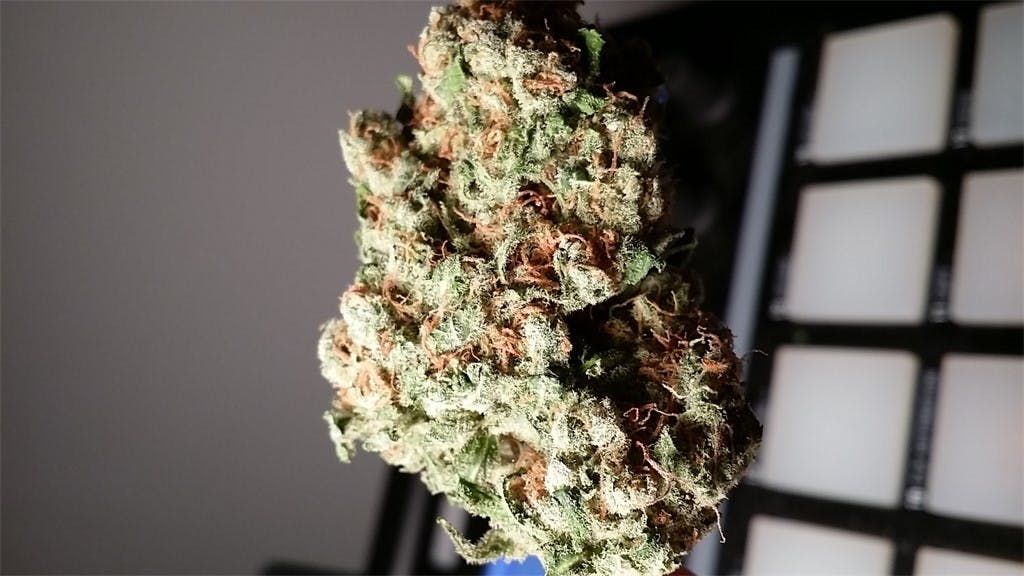 Photos of Cinderella 99 Weed Strain Buds Leafly