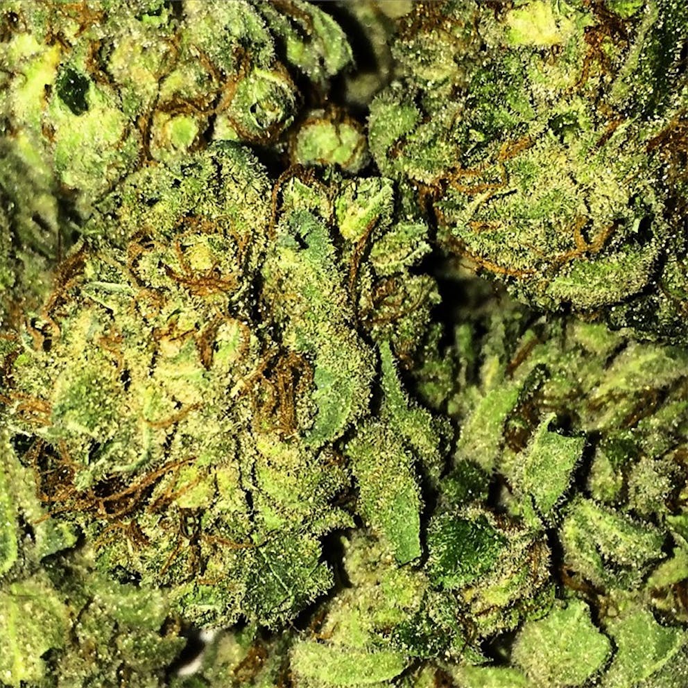 Photos of Cinderella 99 Weed Strain Buds Leafly