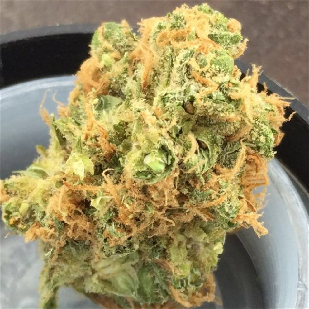 Photos of Cinderella 99 Weed Strain Buds Leafly