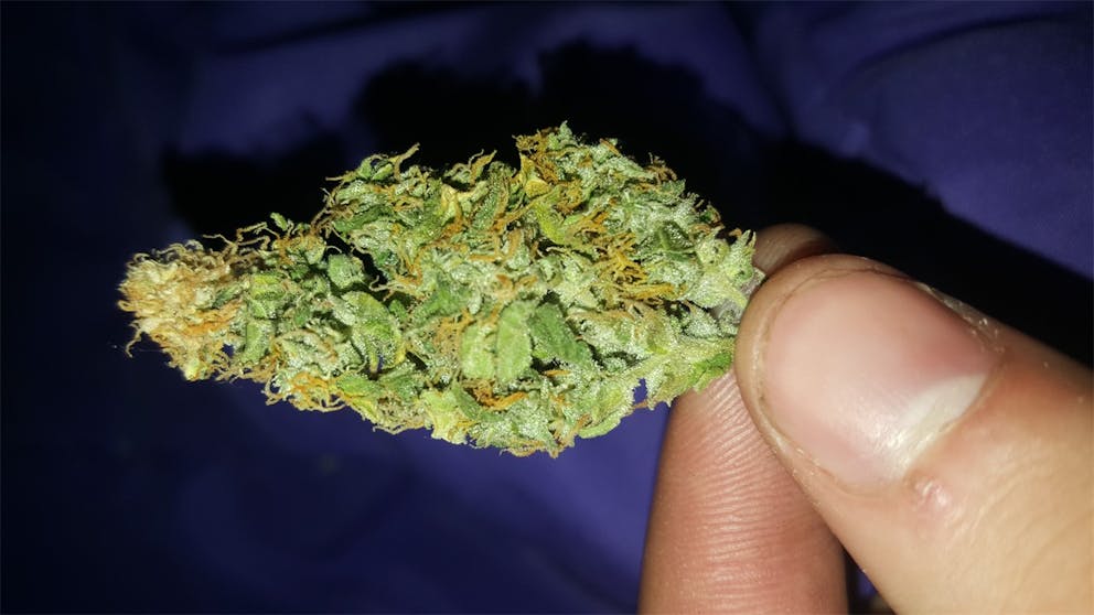 Photos of Cinderella 99 Weed Strain Buds Leafly