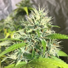 User uploaded image of Cinderella 99