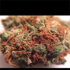 User uploaded image of Cinderella's Dream