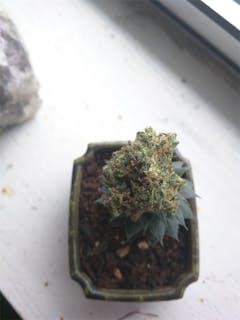 User uploaded image of Citrix