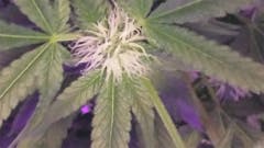 User uploaded image of Citrix