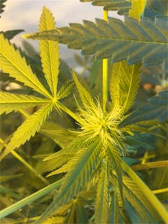 User uploaded image of Citrix