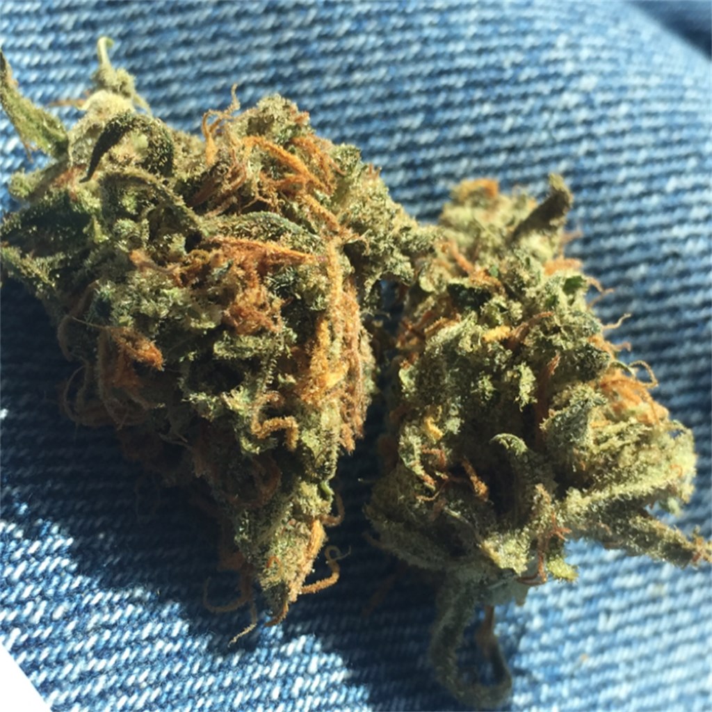 Sundial Cannabis: Citrus Punch