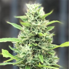 User uploaded image of Citrus Sap