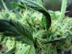 User uploaded image of Citrus Sunshine Haze