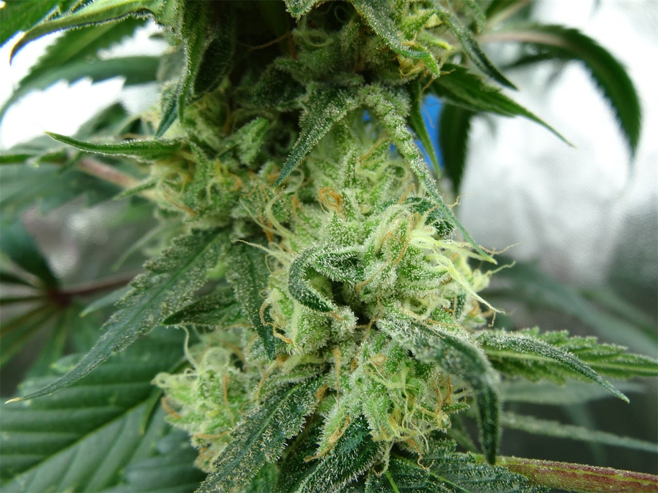 Citrus Sunshine Haze aka Sunshine Haze, Citrus Haze Weed Strain