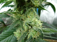 User uploaded image of Citrus Sunshine Haze