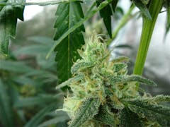 User uploaded image of Citrus Sunshine Haze