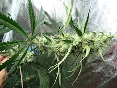 User uploaded image of Citrus Sunshine Haze