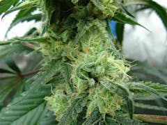 User uploaded image of Citrus Sunshine Haze
