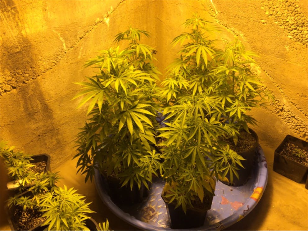 Photos of Clementine Weed Strain Buds Leafly