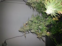 User uploaded image of Cold Creek Kush