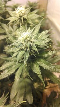 User uploaded image of Cold Creek Kush