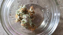 User uploaded image of Conspiracy Kush