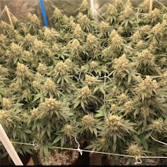 User uploaded image of Conspiracy Kush