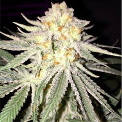 User uploaded image of Conspiracy Kush