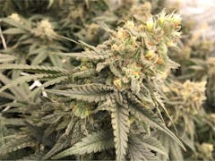 User uploaded image of Conspiracy Kush