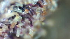 User uploaded image of Cookie Breath