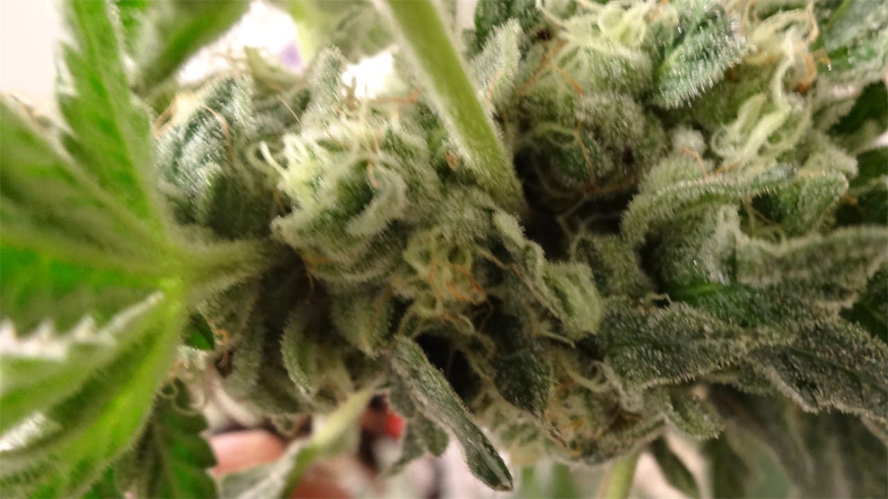 Cookie Breath Weed Strain Information Leafly