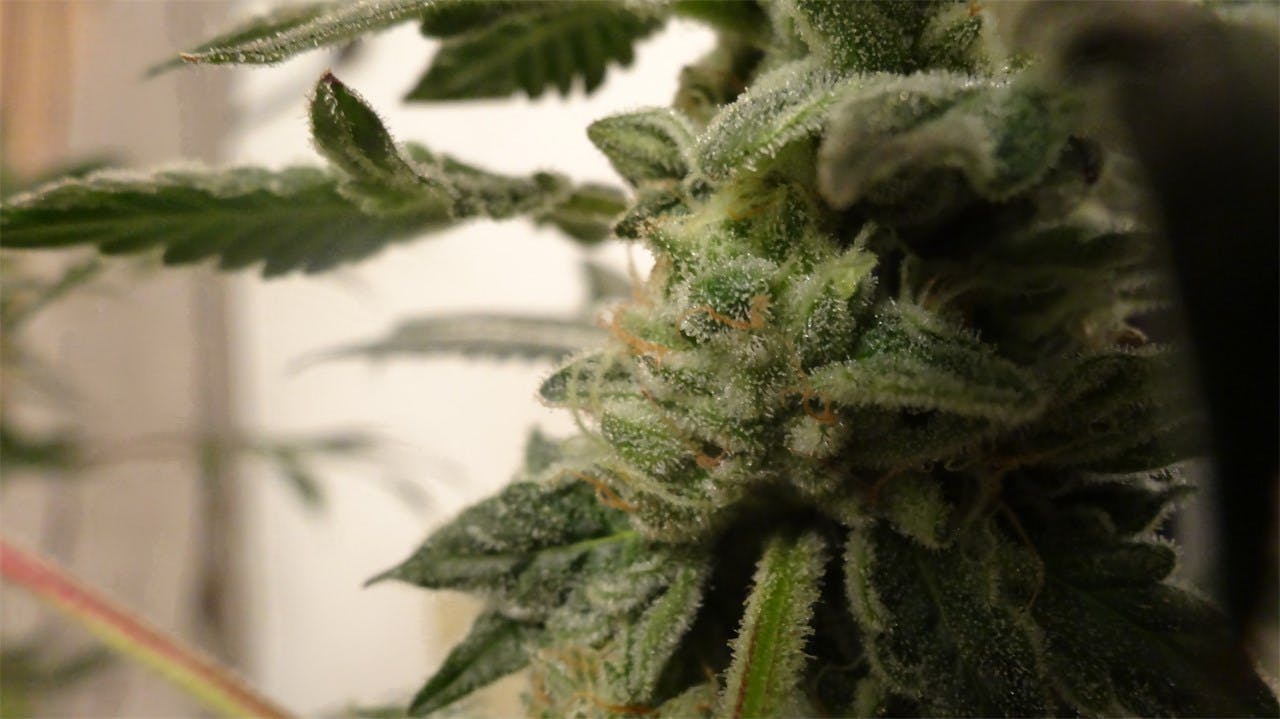 Cookie Breath Weed Strain Information Leafly