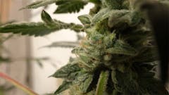 User uploaded image of Cookie Breath