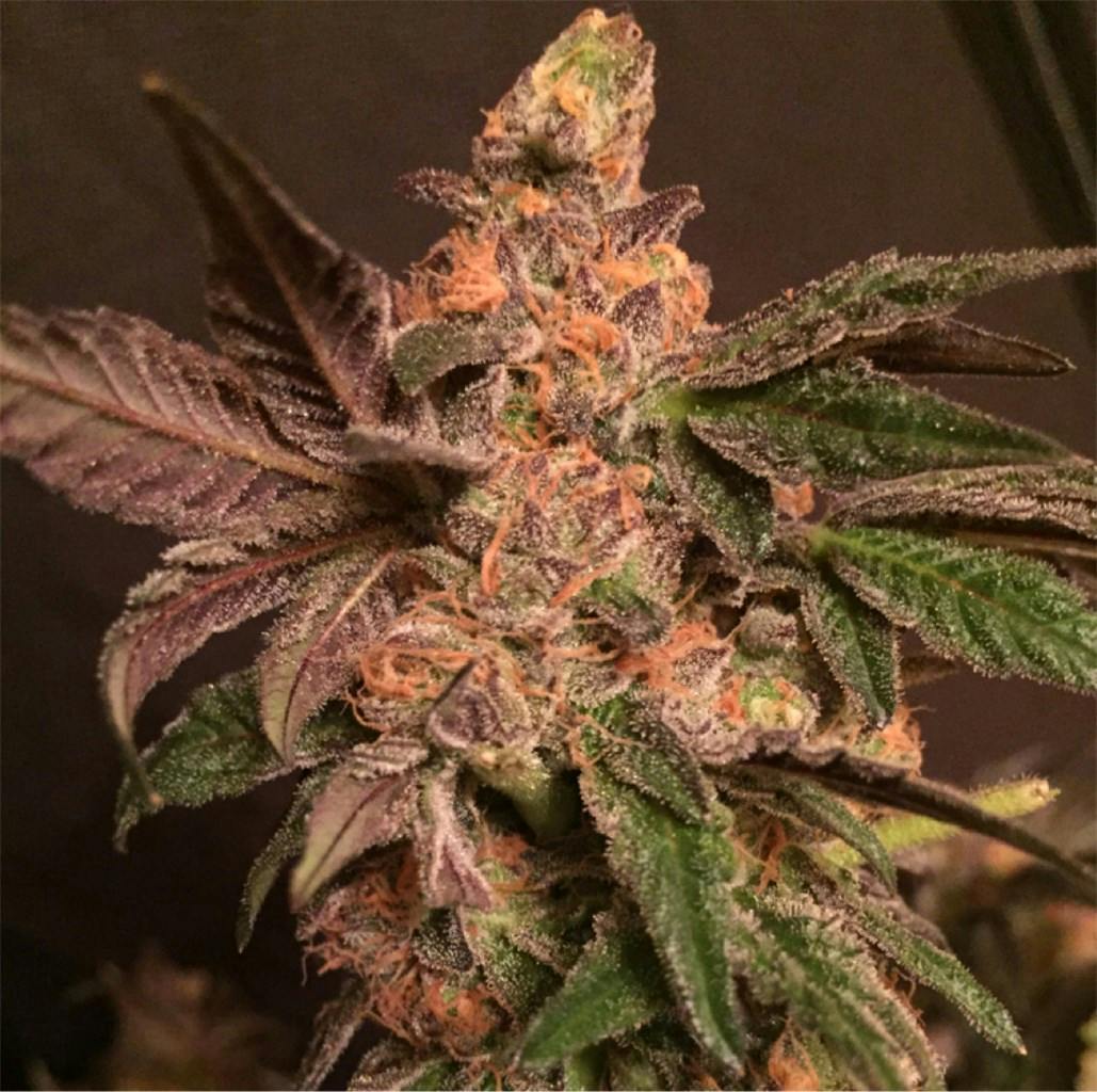 Cookie Dough Weed Strain Information Leafly