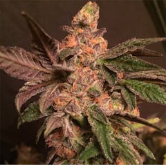 User uploaded image of Cookie Dough