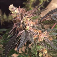 User uploaded image of Cookie Dough