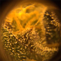 User uploaded image of Cookie Dough