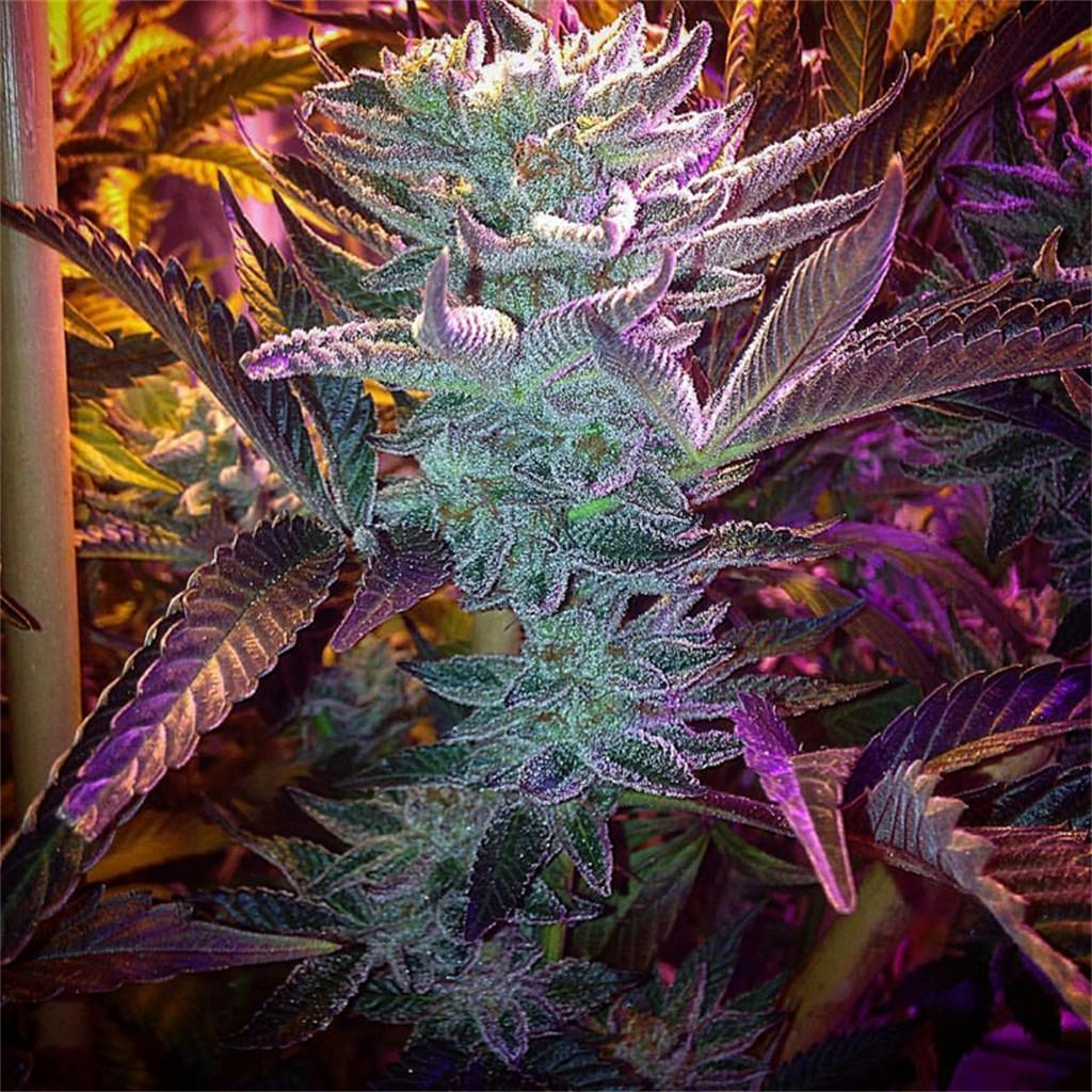 Cookie Jar Weed Strain Information Leafly