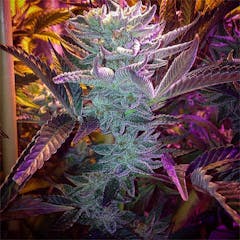 User uploaded image of Cookie Jar